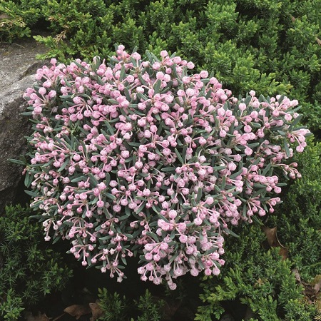 Андромеда многолистная "Компакта" (подбел) (Aster polifolia "Compacta")