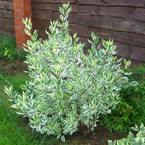 Дерен пестролистный (Cornus)