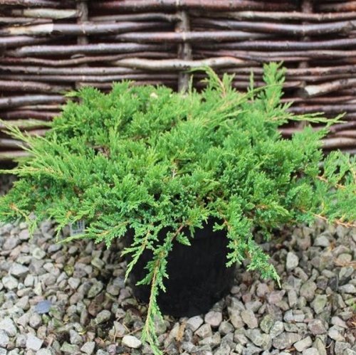 Можжевельник горизонтальный "Принц Уэльский" (Juniperus horizontalis "Prince of Wales")