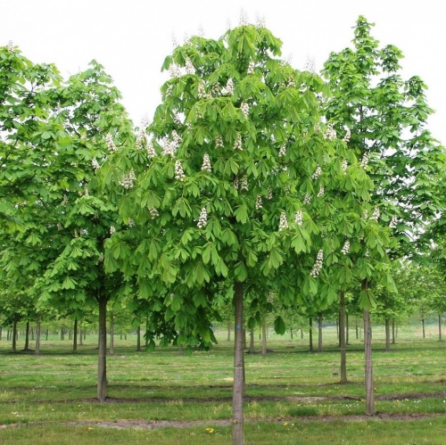 Каштан конский (Aesculus hippocastanum), Ограниченно годен