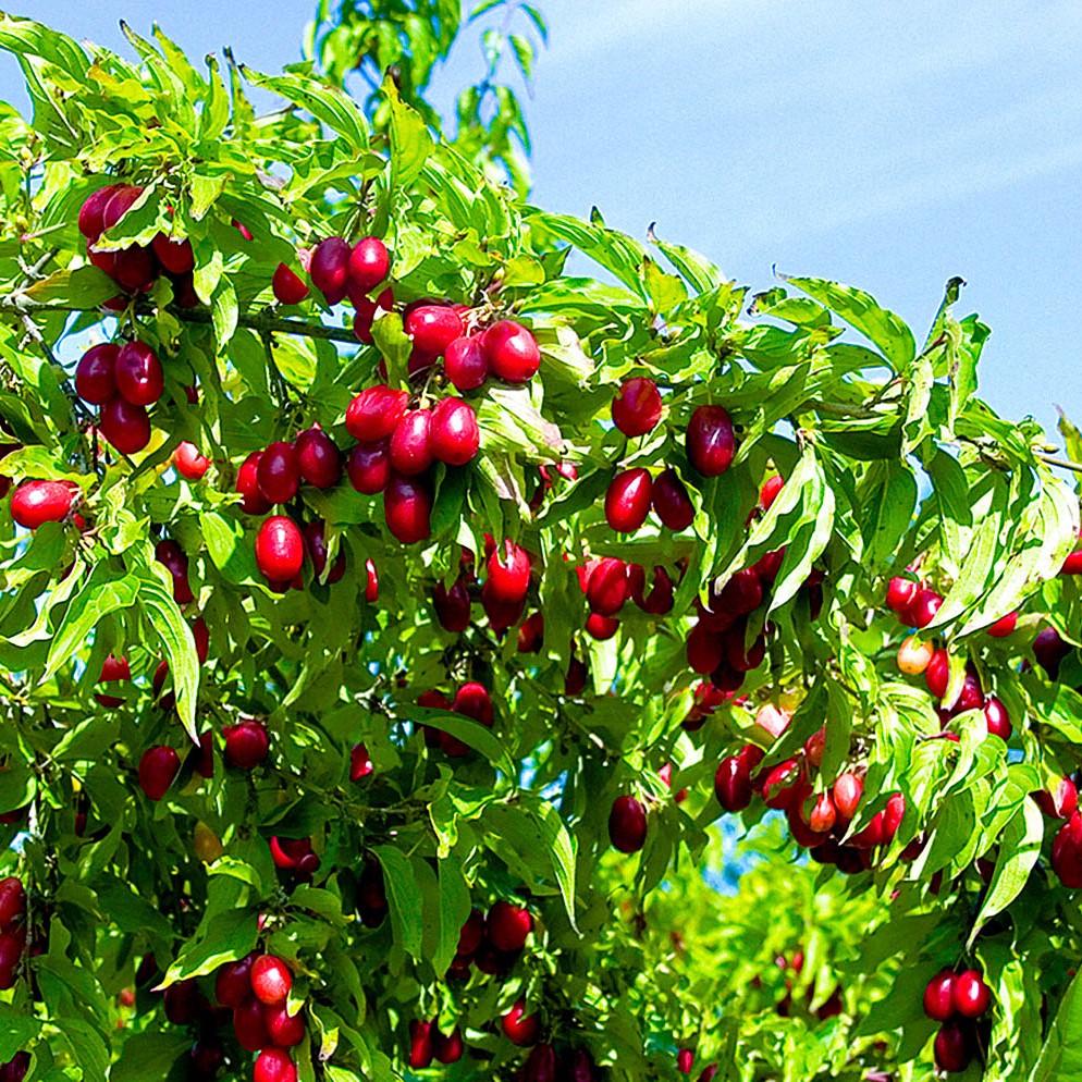 Кизил обыкновенный (Cornus mas)