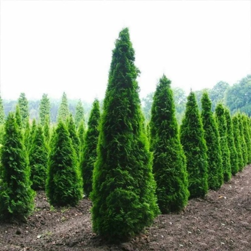 Туя западная "Колумна" (Thuja occidentalis "Columna") (р.300-320, WRB)