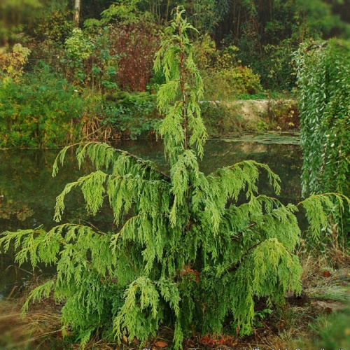Кипарисовик нутканский "Пендула" (Chamaecyparis nootkatensis "Pendula")