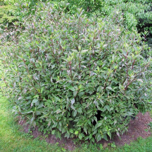 Дерен белый "Кессельринги" (Cornus alba "Kesselringii")