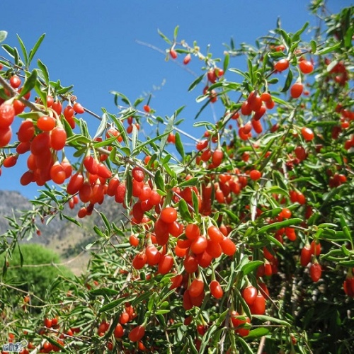 Дереза обыкновенная (Годжи) (Lycium Barbarum)