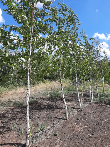 Береза повислая, многоствольная (Betula pendula)