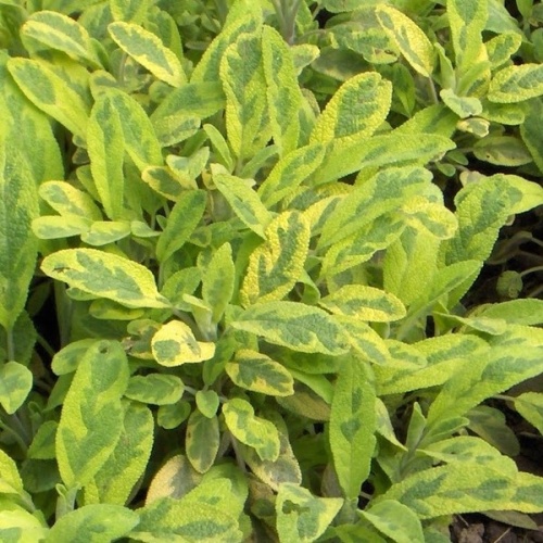 Шалфей лекарственный ауреа (Salvia officinalis aurea)