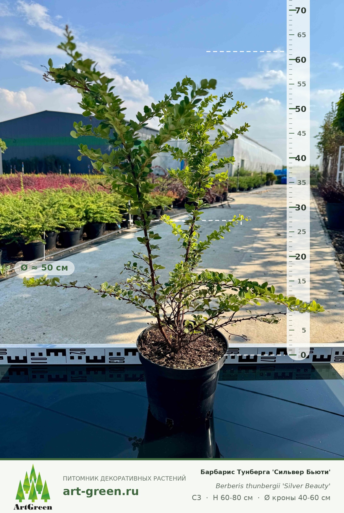 Барбарис Тунберга "Сильвер Бьюти" (Berberis thunbergii "Silver Beauty")