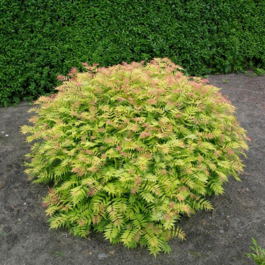 Рябинник рябинолистный "Сэм" (Sorbaria sorbifolia "Sem")