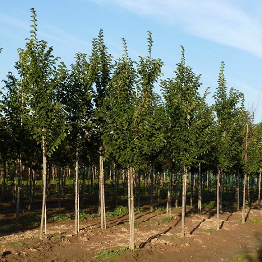 Вяз гибридный "Додоенс" (Ulmus "Dodoens")