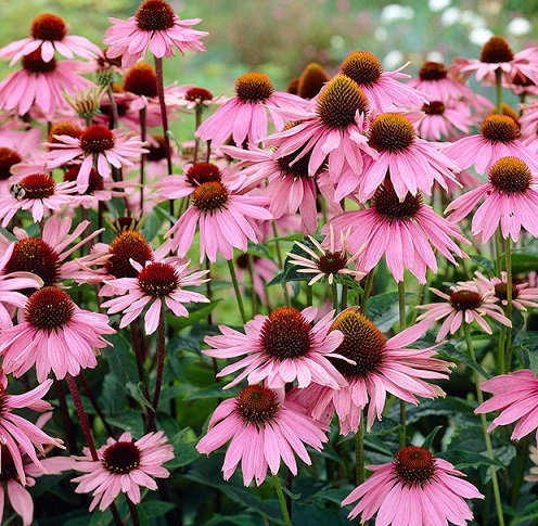 Эхинацея (Echinacea)