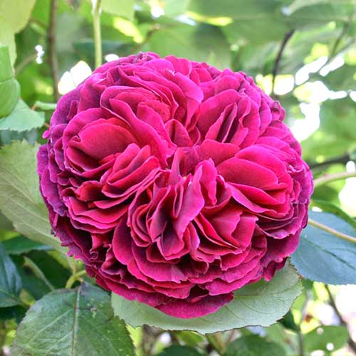 Роза английская "Фальстафф" (Rosa English "Falstaff"))