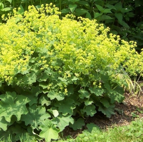 Манжетка мягкая (Alchemilla mollis)