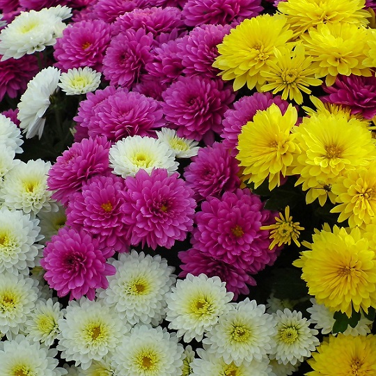 Хризантема (Chrysanthemum)