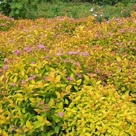 Спирея японская "Голдмаунд" (Spiraea japonica "Goldmound")