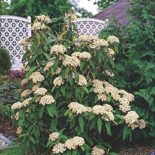Калина морщинолистная (Viburnum rhytidophyllum)
