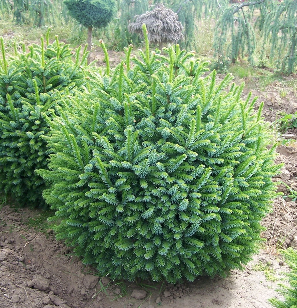 Ель сербская "Нана" (Picea omorika "Nana")
