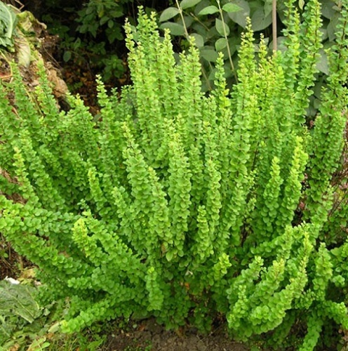 Барбарис Тунберга "Смарагд" (Berberis thunbergii "Smaragd")