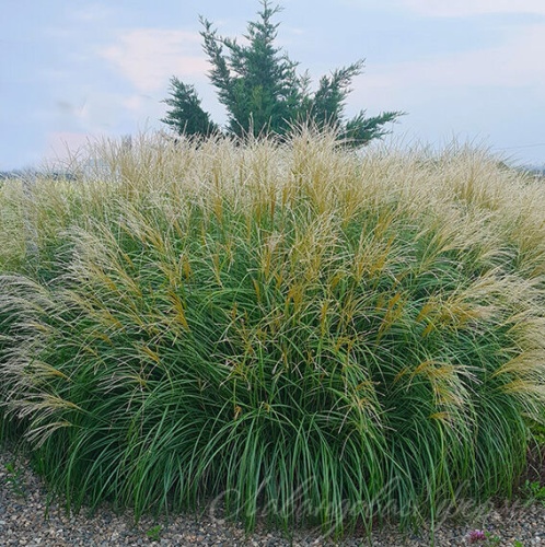 Мискантус китайский "Литл Киттен" (Miscanthus sinensis "Little Kitten")