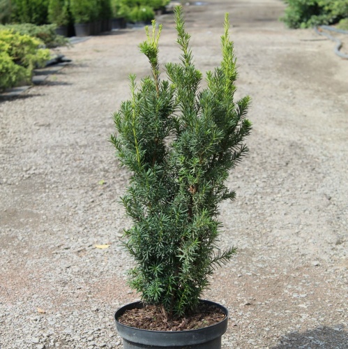 Тис средний "Хикси" (Taxus media "Hicksii")