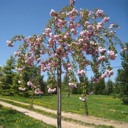 Черемуха мелкопильчатая "Кику Шидаре" (сакура)(Prunus serrulata"Kiku-shidare")