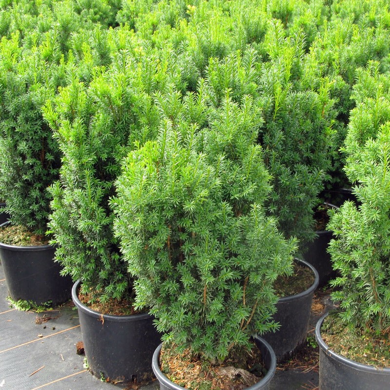 Тис средний "Хилли" (Taxus media "Hillii")