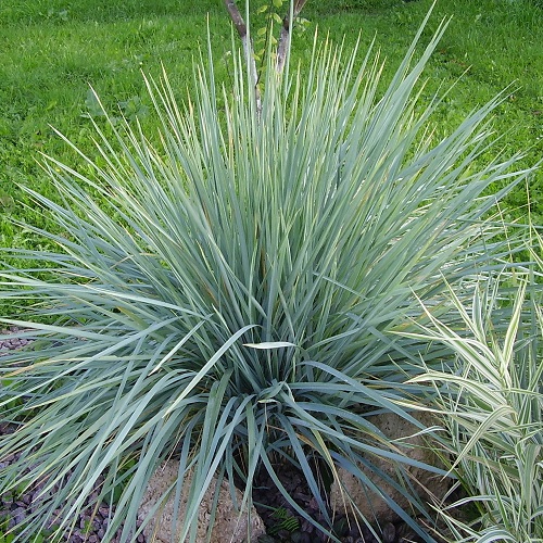 Элимус песчаный (Elymus arenarius)