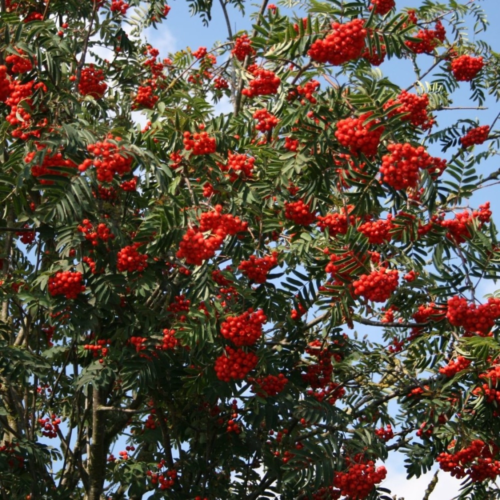 Рябина обыкновенная "Эдулис" (Sorbus aucuparia "Edulis")