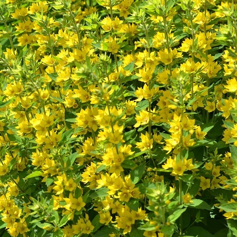 Вербейник обыкновенный (Lysimachia vulgaris)