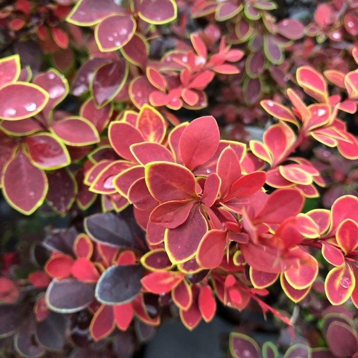 Барбарис Тунберга "Коронита" (Berberis thunbergii "Coronita")
