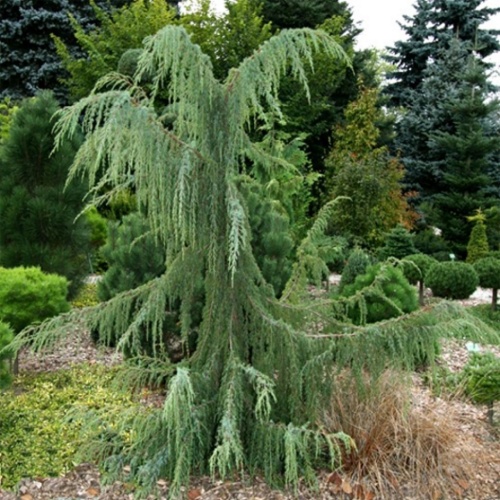 Кипарисовик нутканский (Chamaecyparis nootkatensis)