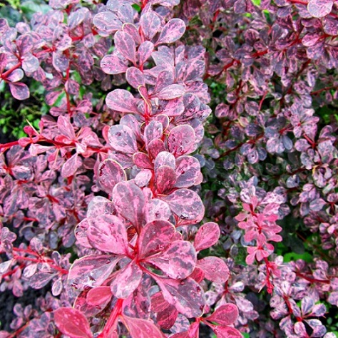 Барбарис Тунберга "Пинк Перфекшен" ( Berberis thunberg "Pink Perfection")