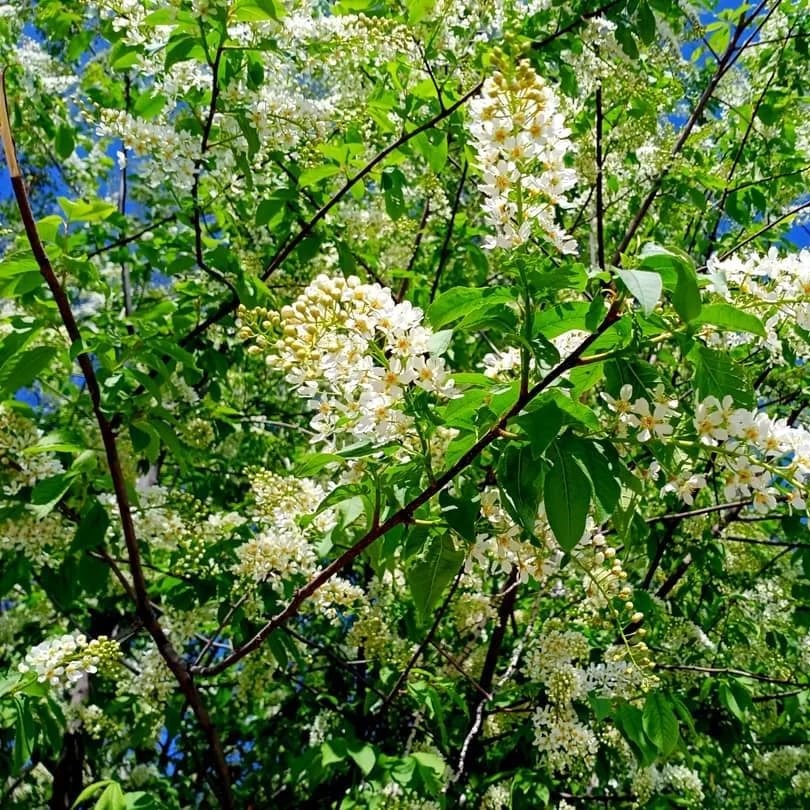 Черемуха виргинская (Prunus virginiana)