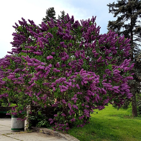 Сирень обыкновенная (Syringa vulgaris)
