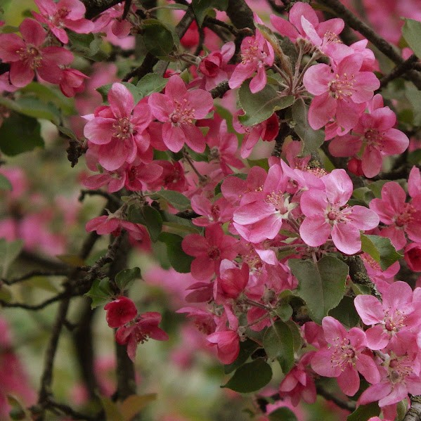 Яблоня райская (Malus)