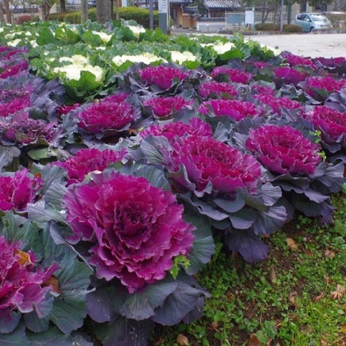 Капуста декоративная (Brassica oleracea)