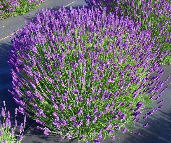 Лаванда узколистная (Lavandula angustifolia)