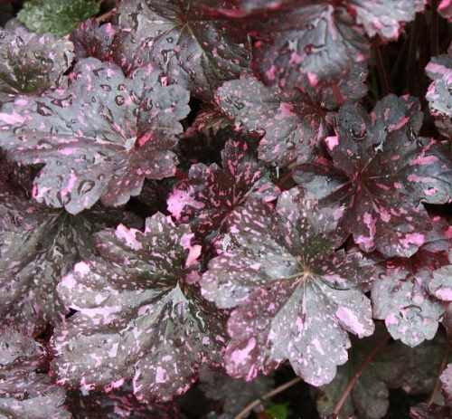 Гейхера "Миднайт Роуз" (Heuchera "Midnight Rose")