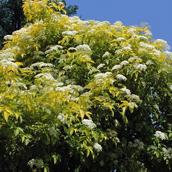 Бузина черная "Голден Тауэр" (Sambukus nigra "Golden Tower")
