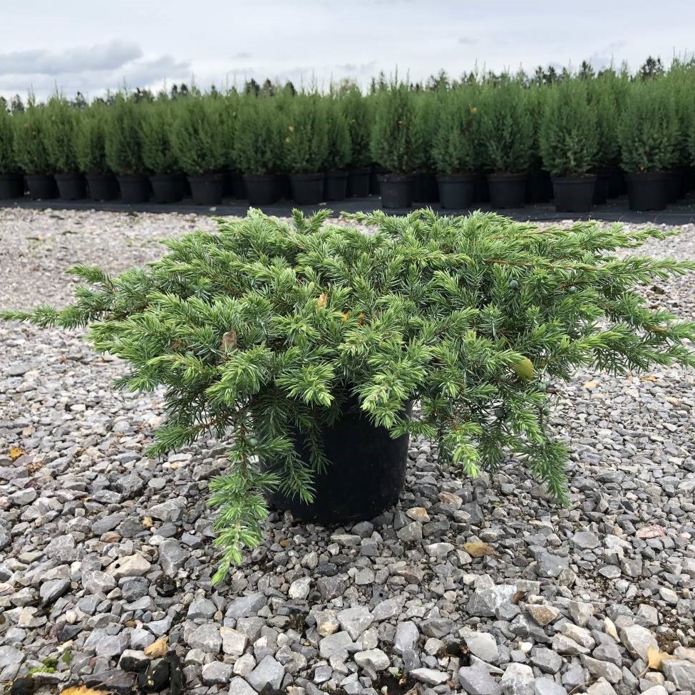 Можжевельник прибрежный "Шлягер" (Juniperus conferta "Schlager")