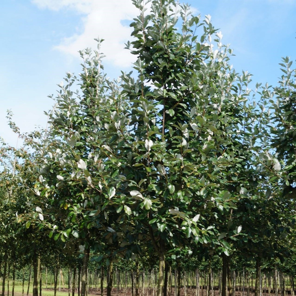 Рябина мучнистая "Магнифика" (Sorbus aria "Magnifica")