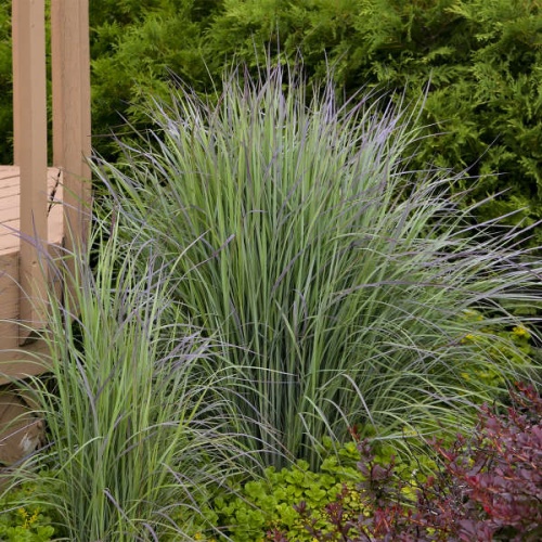 Схизахириум метельчатый (Schizachyrium scoparium)