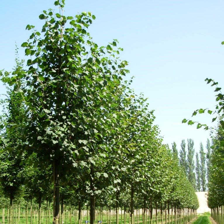 Липа мелколистная "Гринспайер" (Tilia cordata "Greenspire")