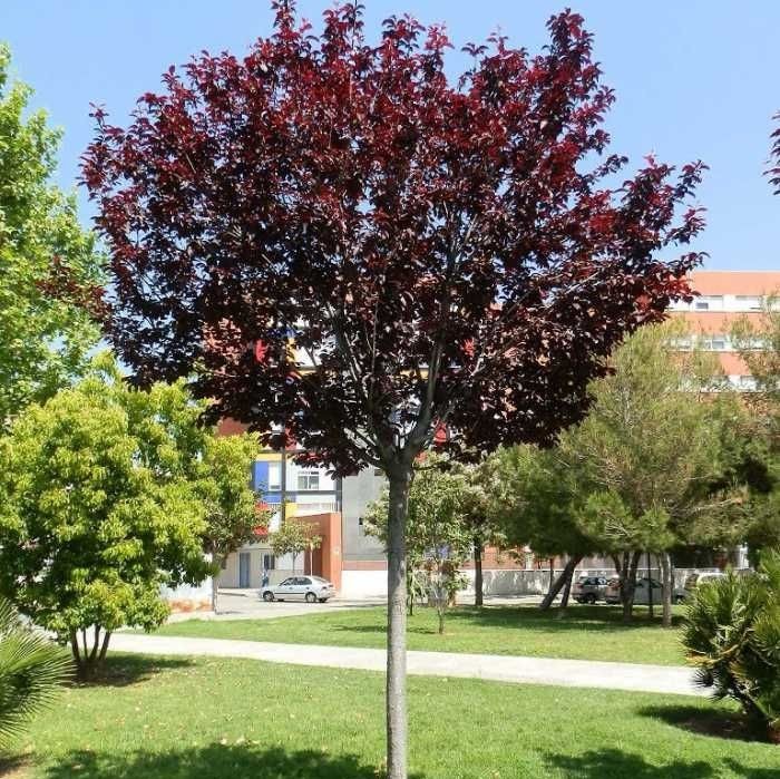 Слива растопыренная "Нигра" (Prunus cerasifera "Nigra")
