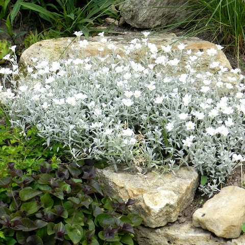 Ясколка войлочная (Cerastium tomentosum)