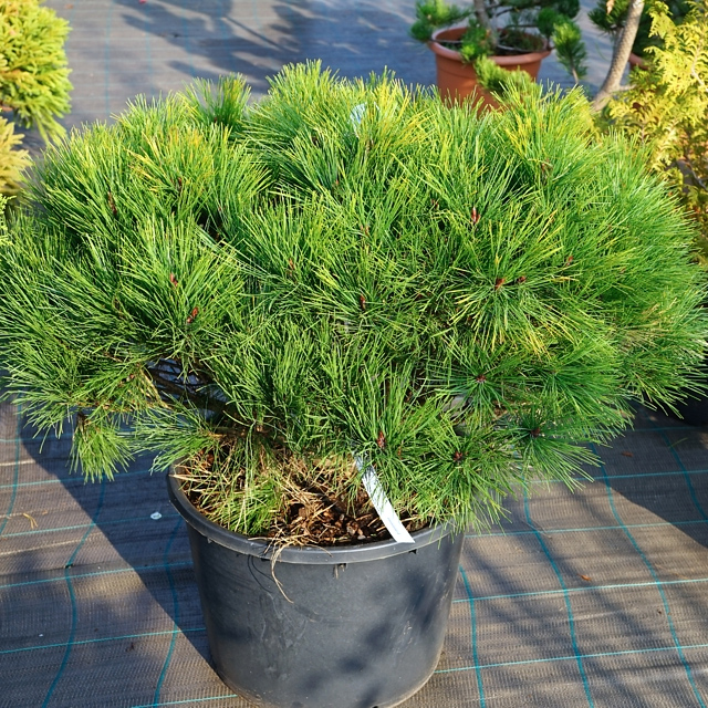 Сосна густоцветная "Алиса Веркаде" (Pinus densiflora "Alice Verkade")