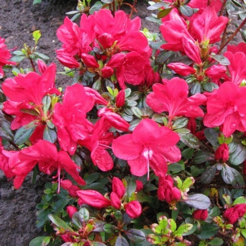 Рододендрон тупой "Модернкенсдах"(Rhododendron obtusum "Moederkensdag")