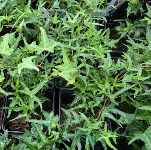 Плющ обыкновенный "Сагиттефолия" (Hedera helix "Sagittaefolia")