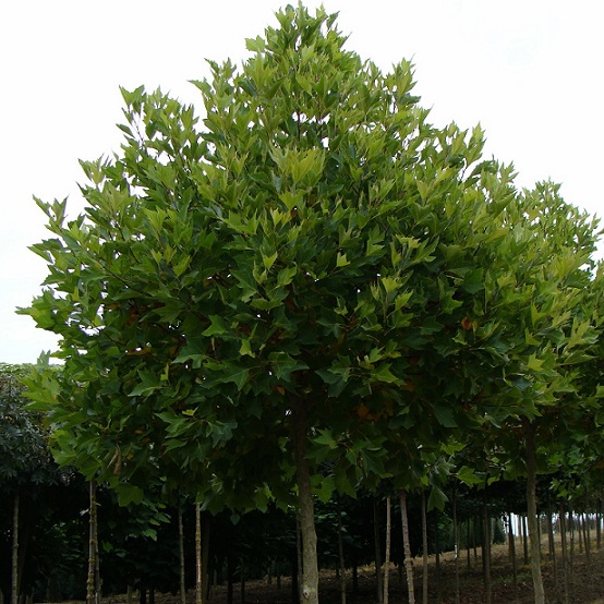 Платан испанский ("Platanus hispanica")