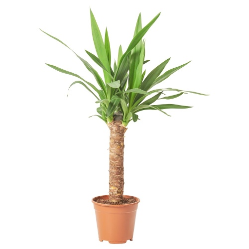 Юкка слоновая (Yucca elephantipes)